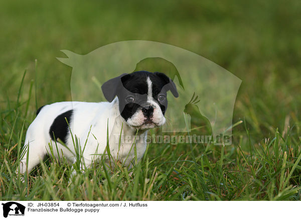 Franzsische Bulldogge Welpe / Franzsische Bulldogge puppy / JH-03854