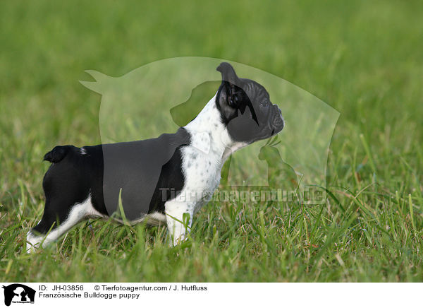 Franzsische Bulldogge Welpe / Franzsische Bulldogge puppy / JH-03856
