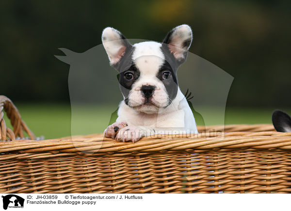 Franzsische Bulldogge Welpe / Franzsische Bulldogge puppy / JH-03859