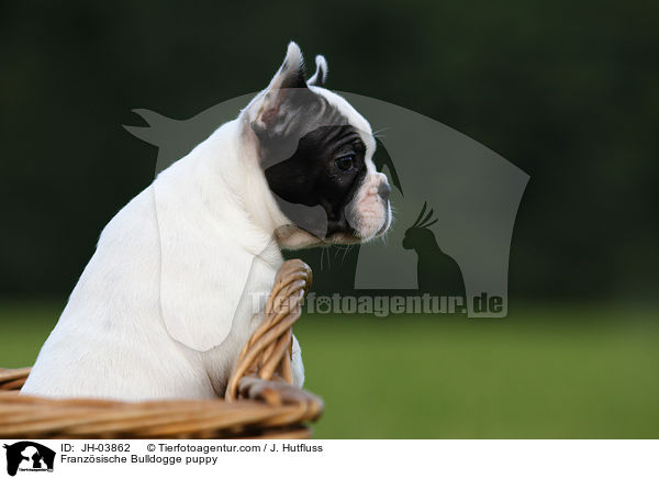 Franzsische Bulldogge Welpe / Franzsische Bulldogge puppy / JH-03862