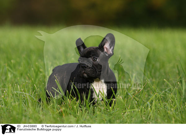 Franzsische Bulldogge Welpe / Franzsische Bulldogge puppy / JH-03880