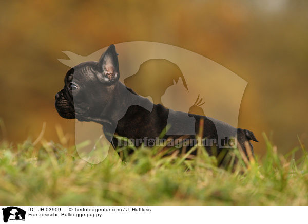Franzsische Bulldogge Welpe / Franzsische Bulldogge puppy / JH-03909