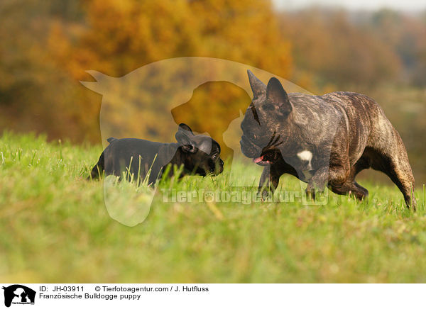 Franzsische Bulldogge Welpe / Franzsische Bulldogge puppy / JH-03911