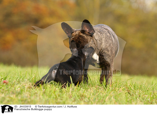 Franzsische Bulldogge Welpe / Franzsische Bulldogge puppy / JH-03915