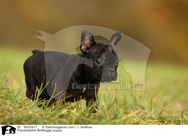 Franzsische Bulldogge Welpe / Franzsische Bulldogge puppy / JH-03917