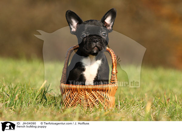 Franzsische Bulldogge Welpe / french bulldog puppy / JH-04090