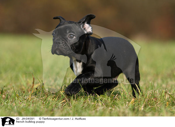 Franzsische Bulldogge Welpe / french bulldog puppy / JH-04091