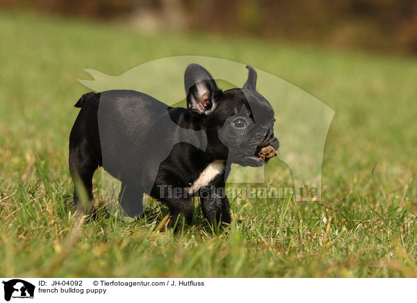Franzsische Bulldogge Welpe / french bulldog puppy / JH-04092