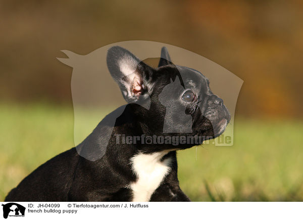 Franzsische Bulldogge Welpe / french bulldog puppy / JH-04099