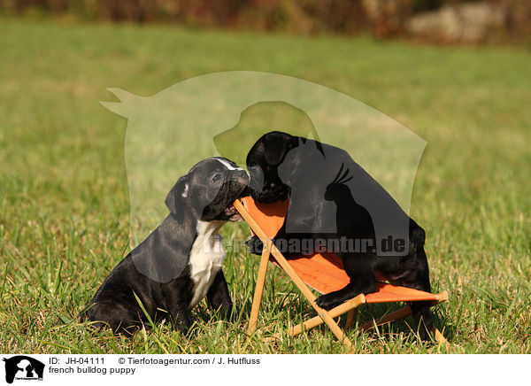 Franz�sische Bulldogge Welpe / french bulldog puppy / JH-04111