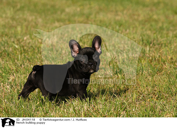 Franzsische Bulldogge Welpe / french bulldog puppy / JH-04118