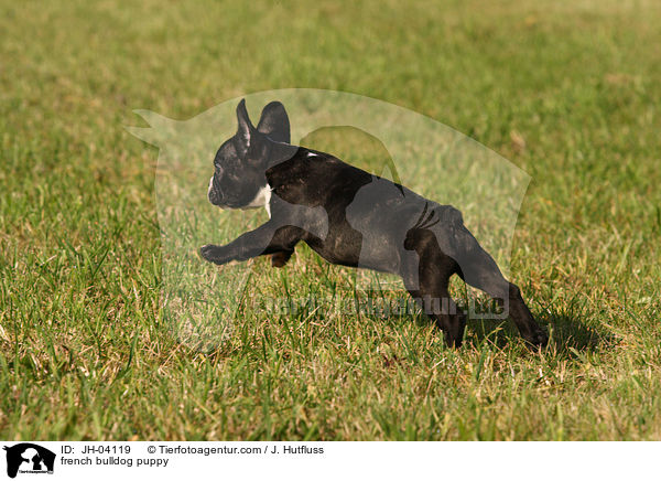Franzsische Bulldogge Welpe / french bulldog puppy / JH-04119