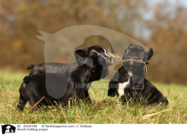 Franzsische Bulldogge Welpe / french bulldog puppy / JH-04148