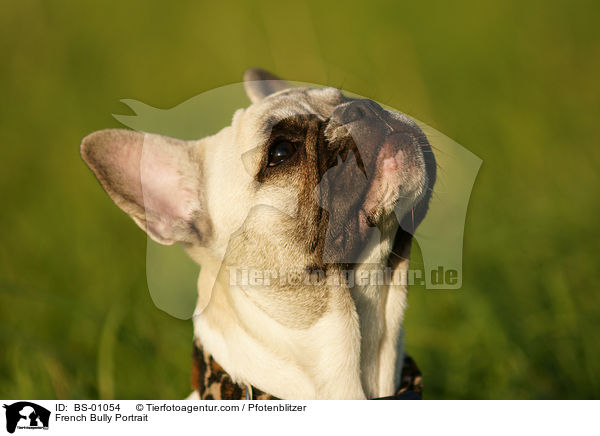 Franzsische Bulldogge Portrait / French Bully Portrait / BS-01054