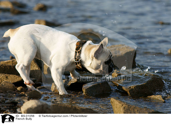 Franzsische Bulldogge / French Bully / BS-01056