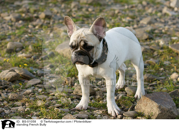 stehende Franzsische Bulldogge / standing French Bully / BS-01058