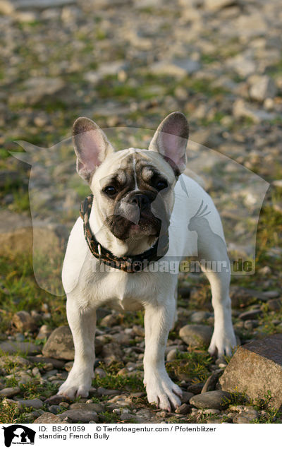 stehende Franzsische Bulldogge / standing French Bully / BS-01059