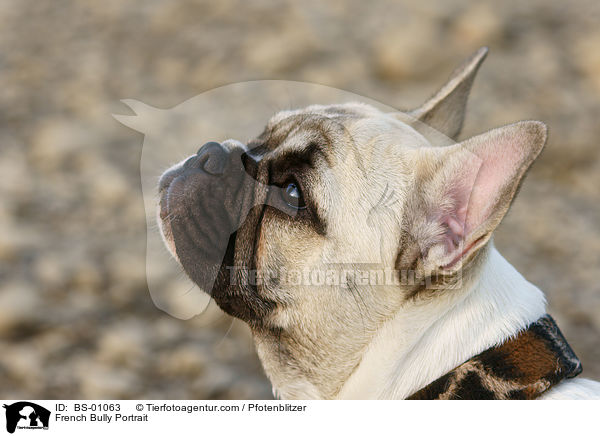 Franzsische Bulldogge Portrait / French Bully Portrait / BS-01063