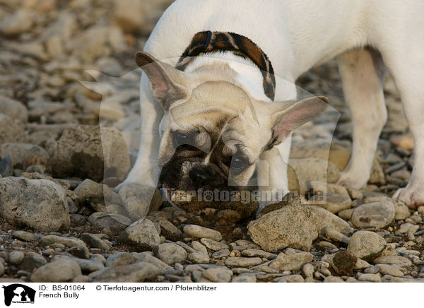 Franzsische Bulldogge / French Bully / BS-01064