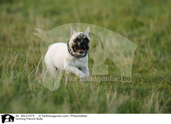 rennende Franzsische Bulldogge / running French Bully / BS-01074