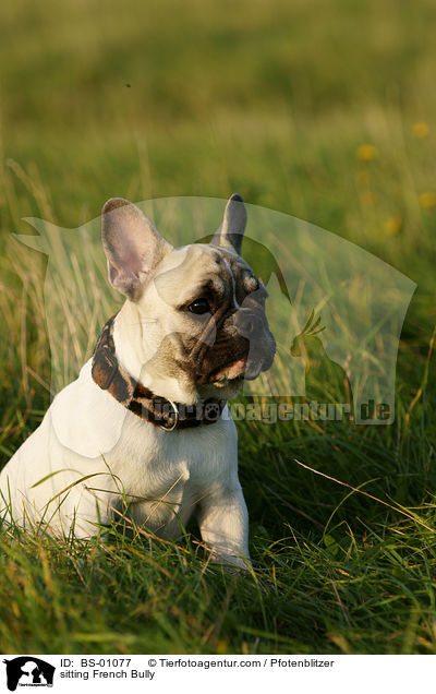 sitzende Franzsische Bulldogge / sitting French Bully / BS-01077