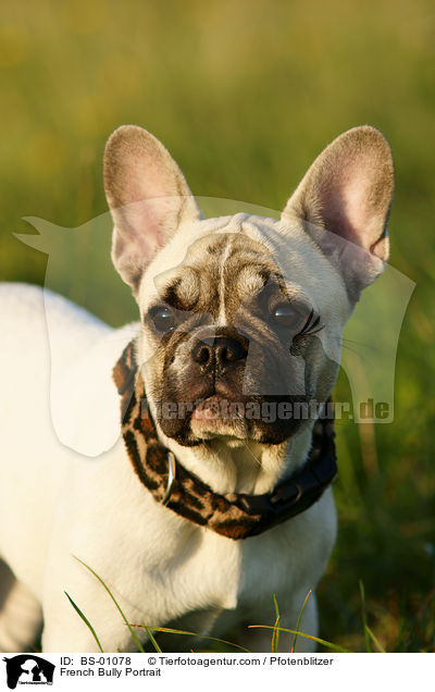 Franzsische Bulldogge Portrait / French Bully Portrait / BS-01078