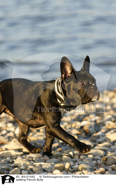 laufende Franzsische Bulldogge / walking French Bully / BS-01082