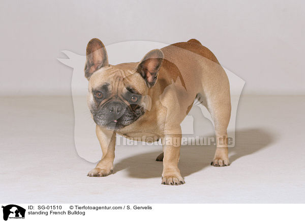 stehende Franzsische Bulldogge / standing French Bulldog / SG-01510