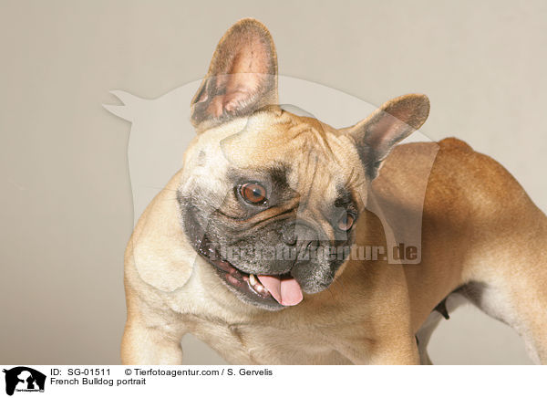Franzsische Bulldogge Portrait / French Bulldog portrait / SG-01511