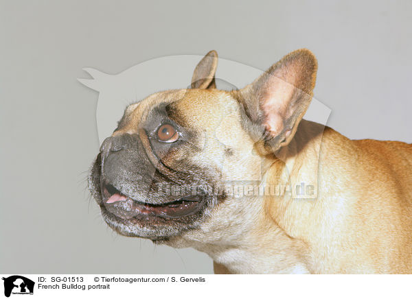 Franzsische Bulldogge Portrait / French Bulldog portrait / SG-01513