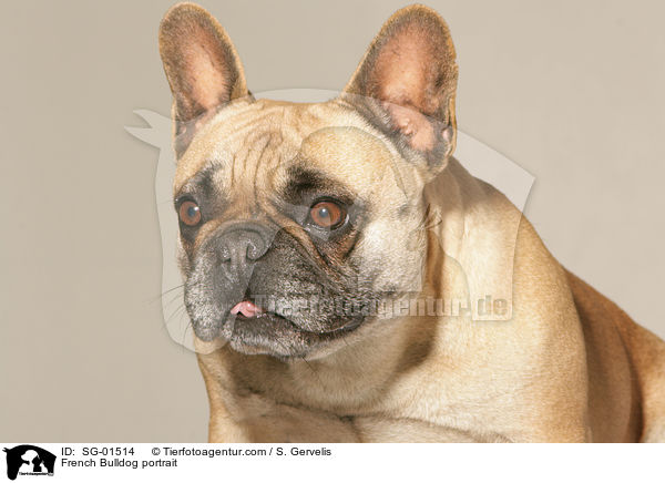 Franzsische Bulldogge Portrait / French Bulldog portrait / SG-01514