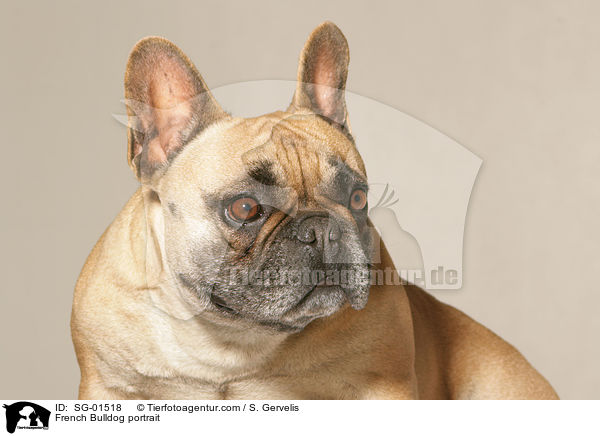 Franzsische Bulldogge Portrait / French Bulldog portrait / SG-01518
