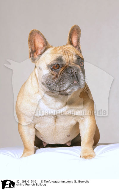 sitzende Franzsische Bulldogge / sitting French Bulldog / SG-01519