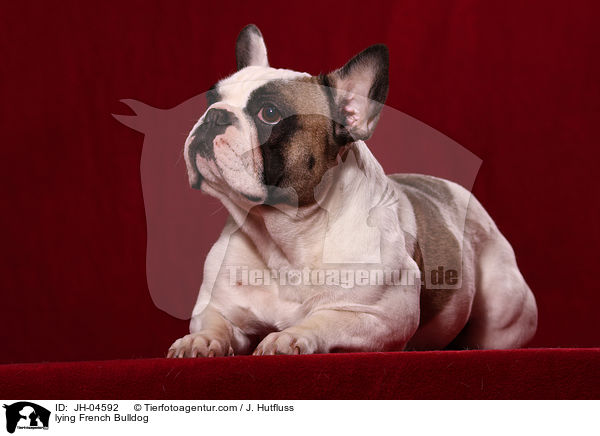 liegende Franzsische Bulldogge / lying French Bulldog / JH-04592