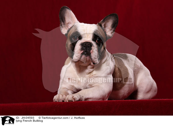 liegende Franzsische Bulldogge / lying French Bulldog / JH-04593