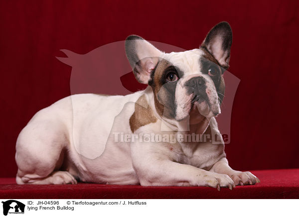 liegende Franzsische Bulldogge / lying French Bulldog / JH-04596