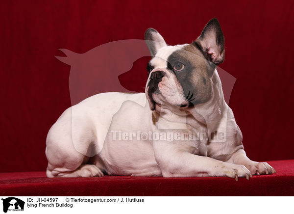 liegende Franzsische Bulldogge / lying French Bulldog / JH-04597