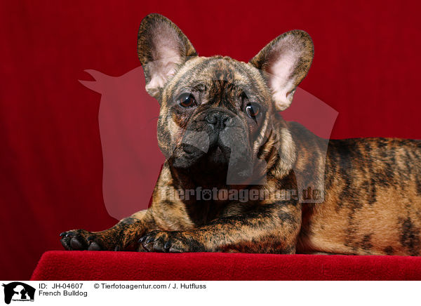 Franzsische Bulldogge / French Bulldog / JH-04607