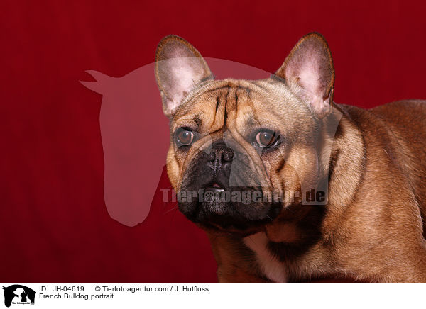 Franzsische Bulldogge Portrait / French Bulldog portrait / JH-04619