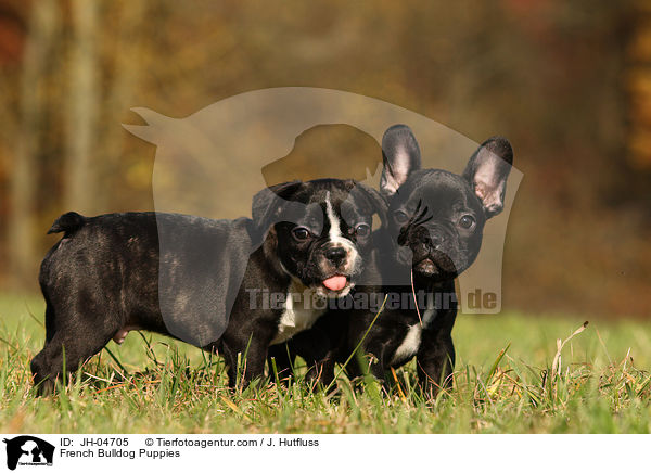Franzsische Bulldogge Welpen / French Bulldog Puppies / JH-04705