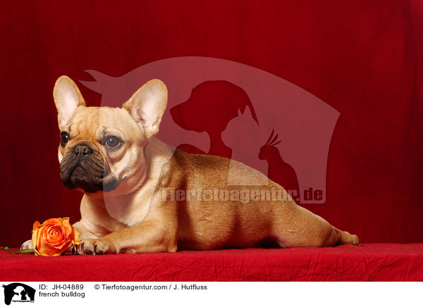 Franzsische Bulldogge / french bulldog / JH-04889