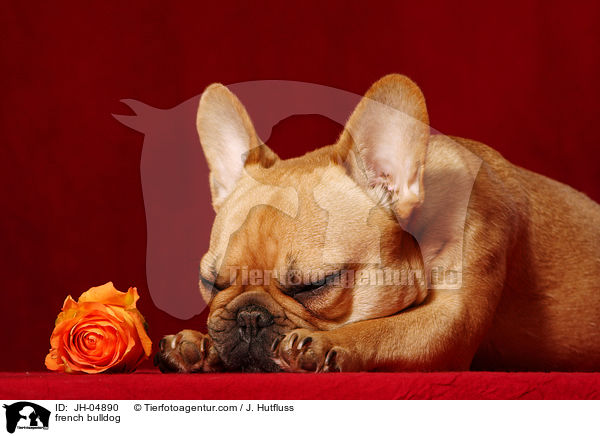 Franzsische Bulldogge / french bulldog / JH-04890