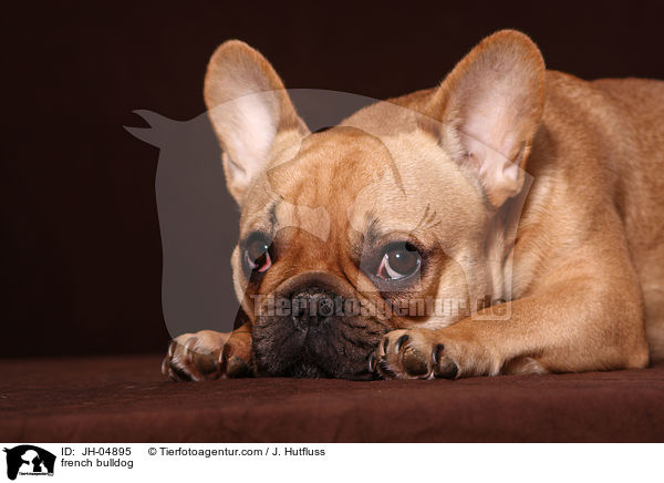 Franzsische Bulldogge / french bulldog / JH-04895