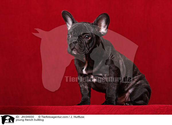junge Franzsische Bulldogge / young french bulldog / JH-04930