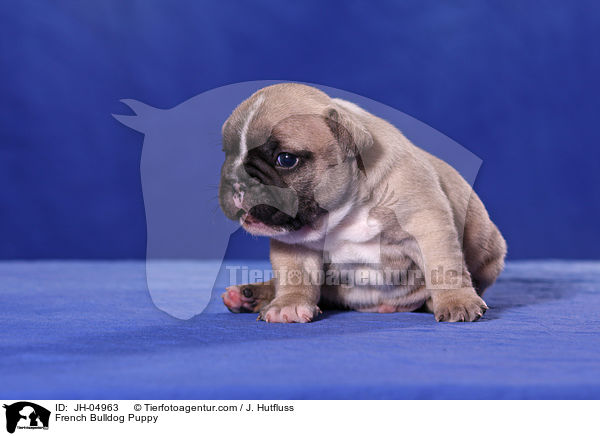 French Bulldog Welpe / French Bulldog Puppy / JH-04963