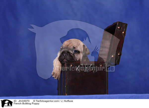 French Bulldog Welpe / French Bulldog Puppy / JH-04970