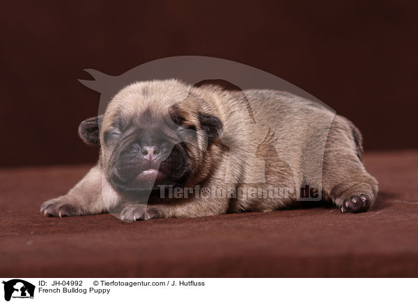 Franzsische Bulldogge Welpe / French Bulldog Puppy / JH-04992
