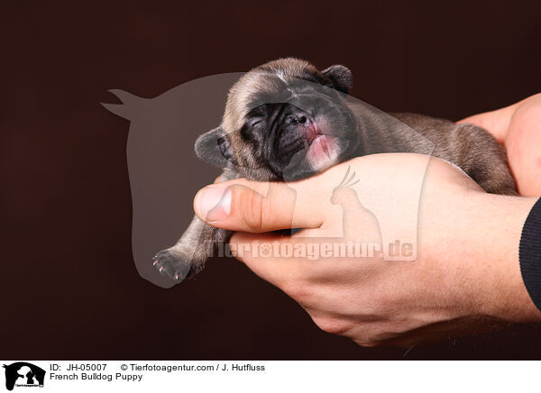 Franzsische Bulldogge Welpe / French Bulldog Puppy / JH-05007