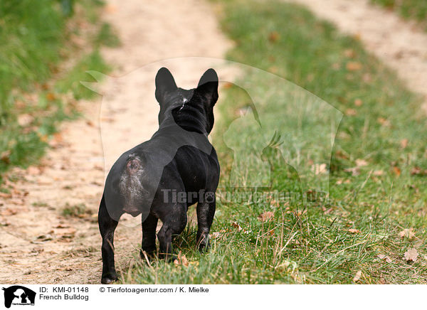 Franzsische Bulldogge / French Bulldog / KMI-01148