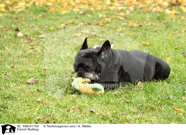 Franzsische Bulldogge / French Bulldog / KMI-01159